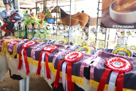 Expoagro 2024: julgamento de raças de animais e torneios leiteiros marcam o encerramento da 46ª edição