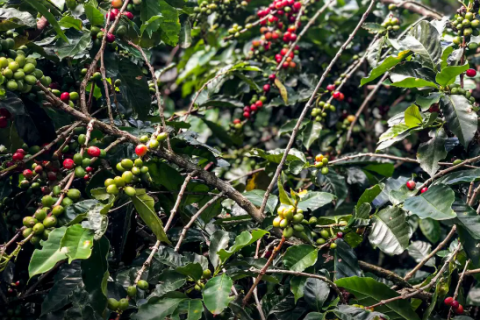 Safra de café 2025 deve ser a maior já registrada em ano de baixa bienalidade, aponta Conab